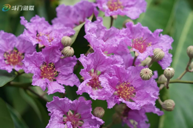 DSC07880.jpg 图片