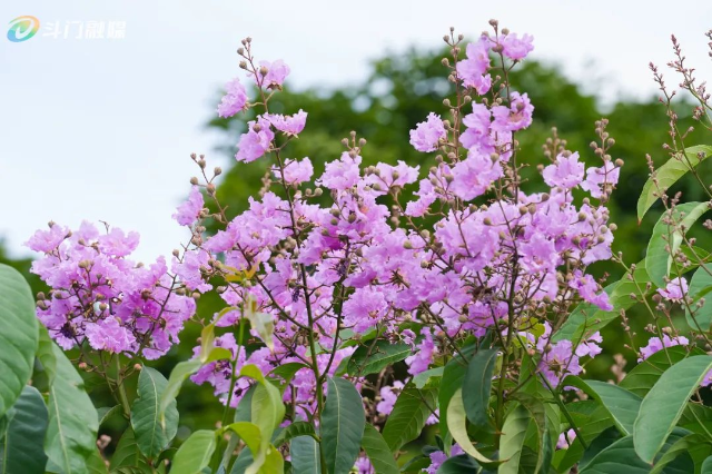 DSC07872.jpg 图片