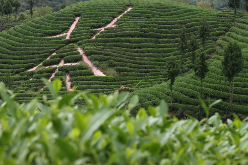 遵义市凤冈县知青文化园里的茶山。.jpeg