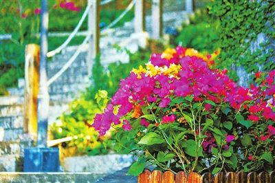 桂海村道路边的景观植物。.jpg