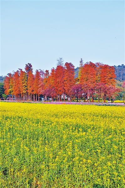 莲江村油菜花海。.jpg