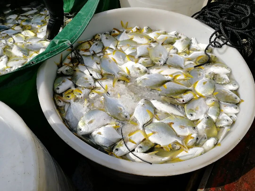 万山金鲳鱼。.jpg