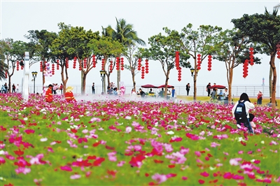 超33万株鲜花竞相绽放迎新春。.jpg