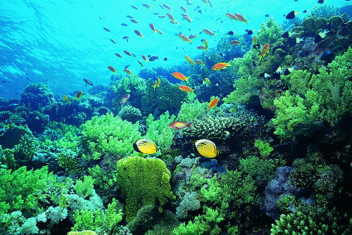 万山海域水下世界。.jpg
