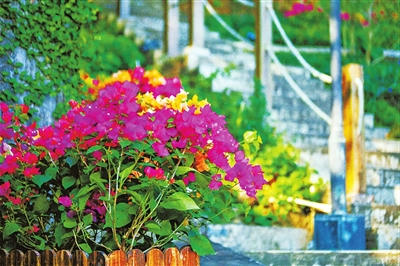 桂海村道路边的景观植物。.jpg