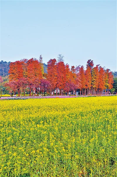 莲江村油菜花海。.jpg