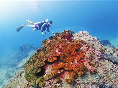 外伶仃岛潜水体验。.jpg